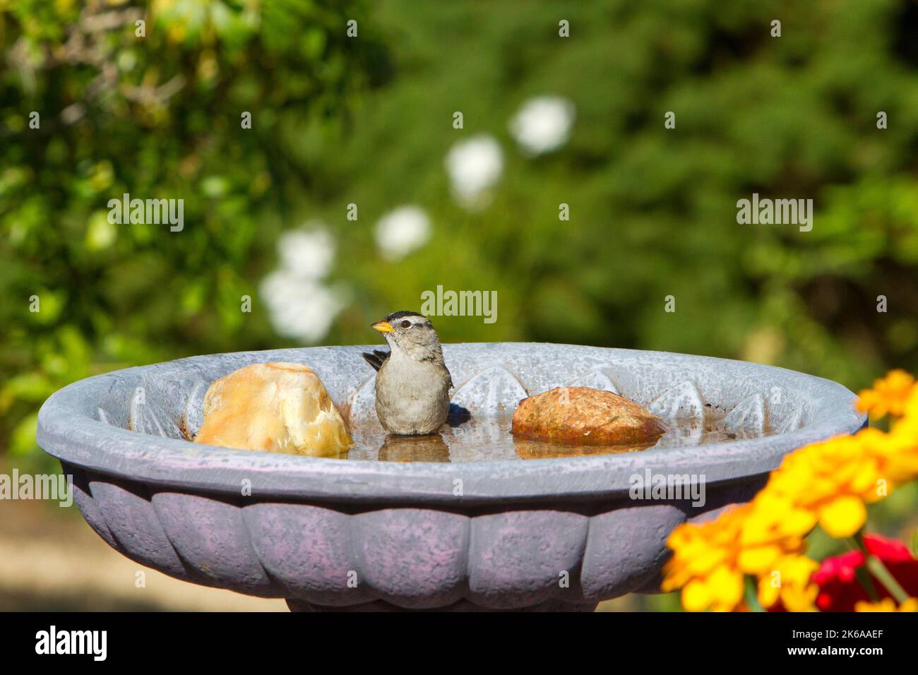 Whitecrowned Sparrow (Zonotrichia leucophrys) bathing in a garden bird