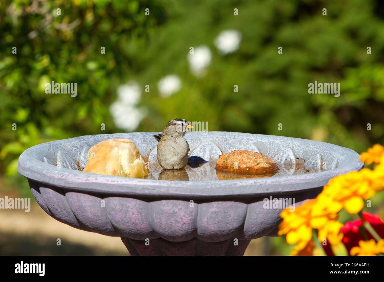 White-crowned Sparrow (Zonotrichia leucophrys) bathing in a garden bird bath at Nanaimo, British Columbia, Canada Stock Photo