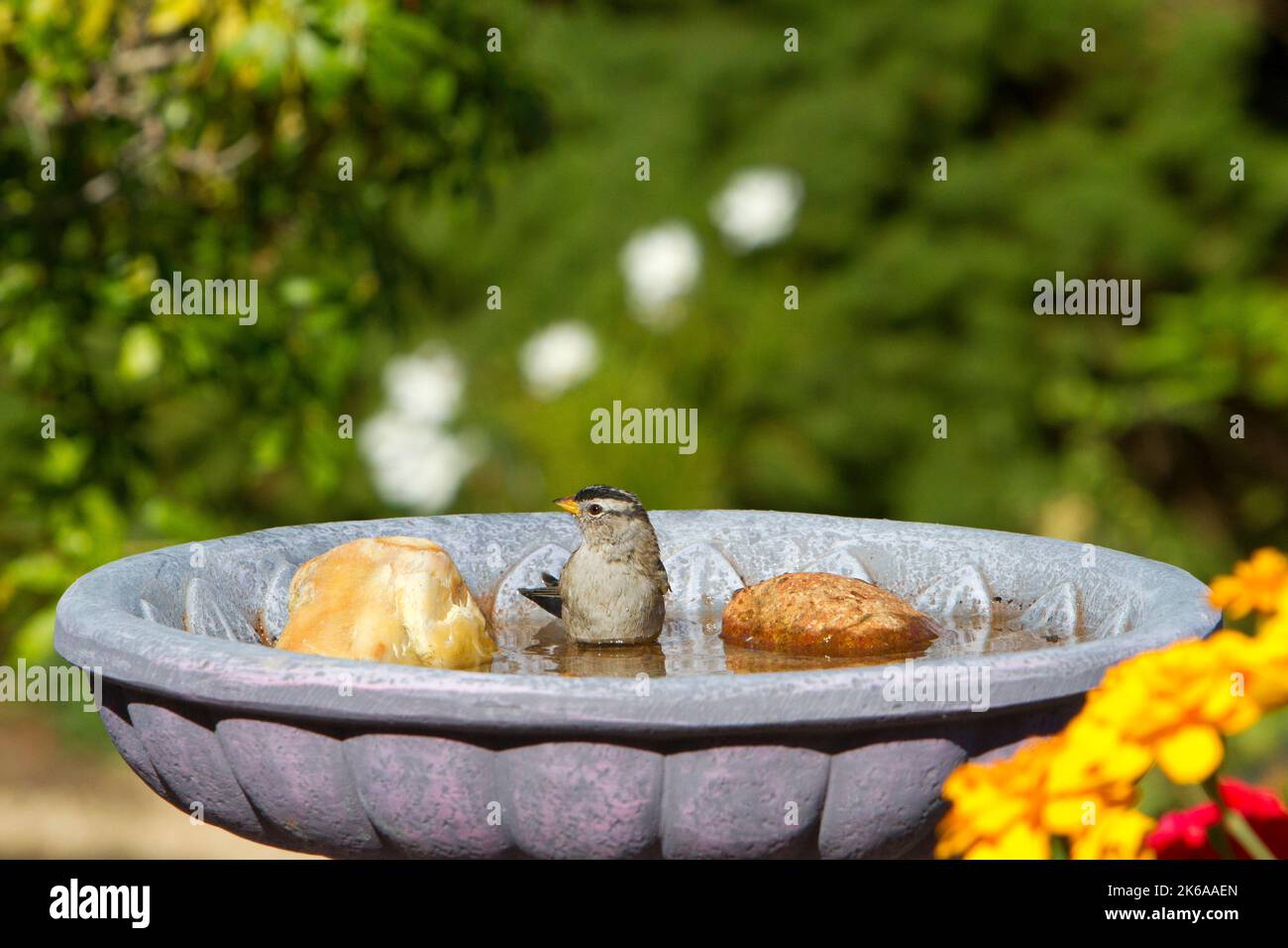 Whitecrowned Sparrow (Zonotrichia leucophrys) bathing in a garden bird