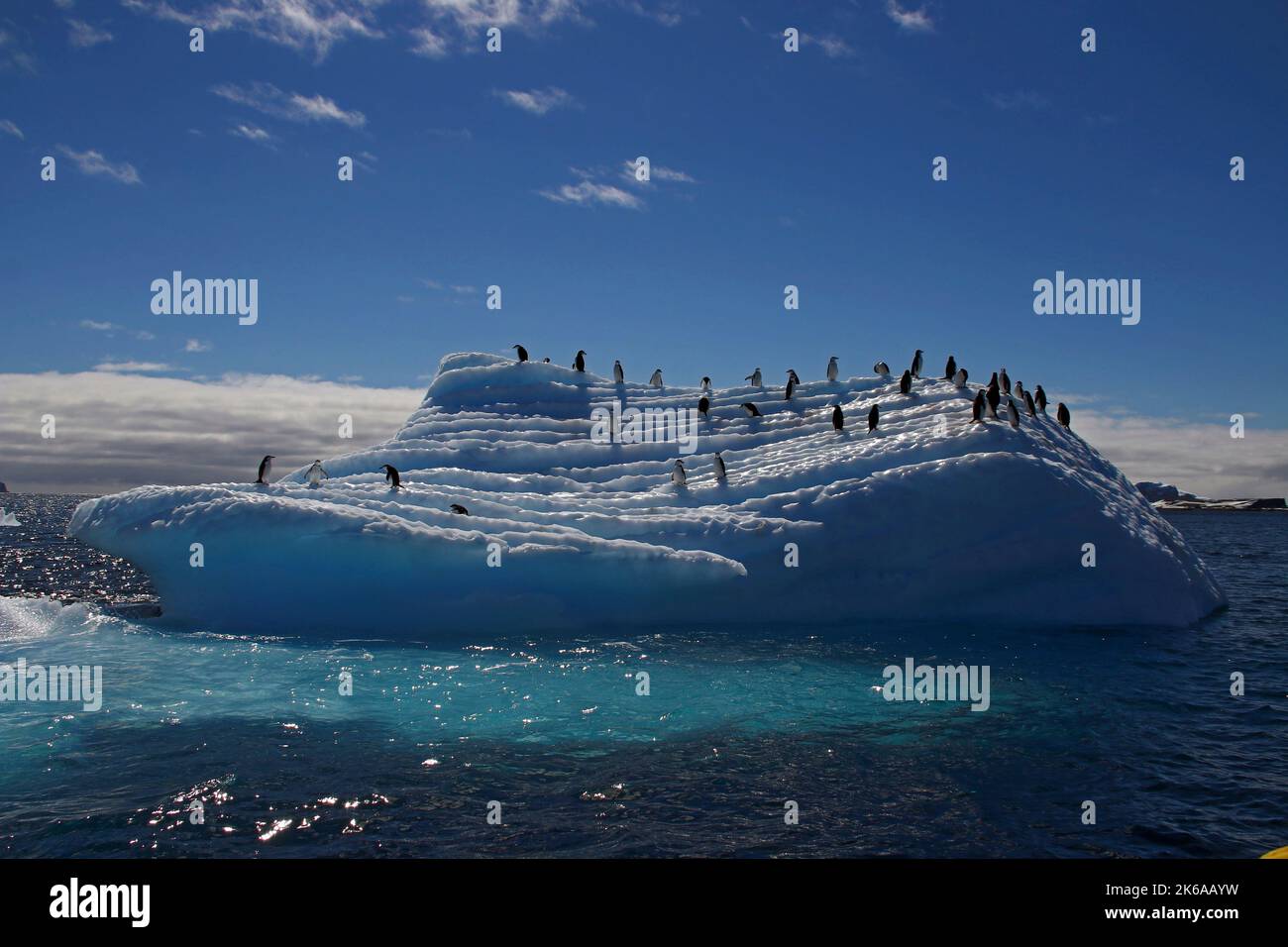 Chinstrap penguins on an iceberg near Aitcho Islands, Antarctic Peninsula. Stock Photo