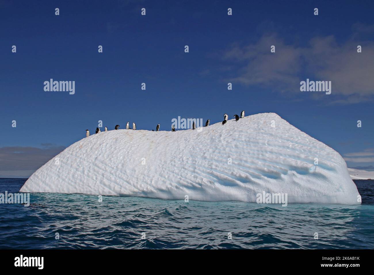 Chinstrap penguins on an iceberg near Aitcho Islands, Antarctic Peninsula. Stock Photo