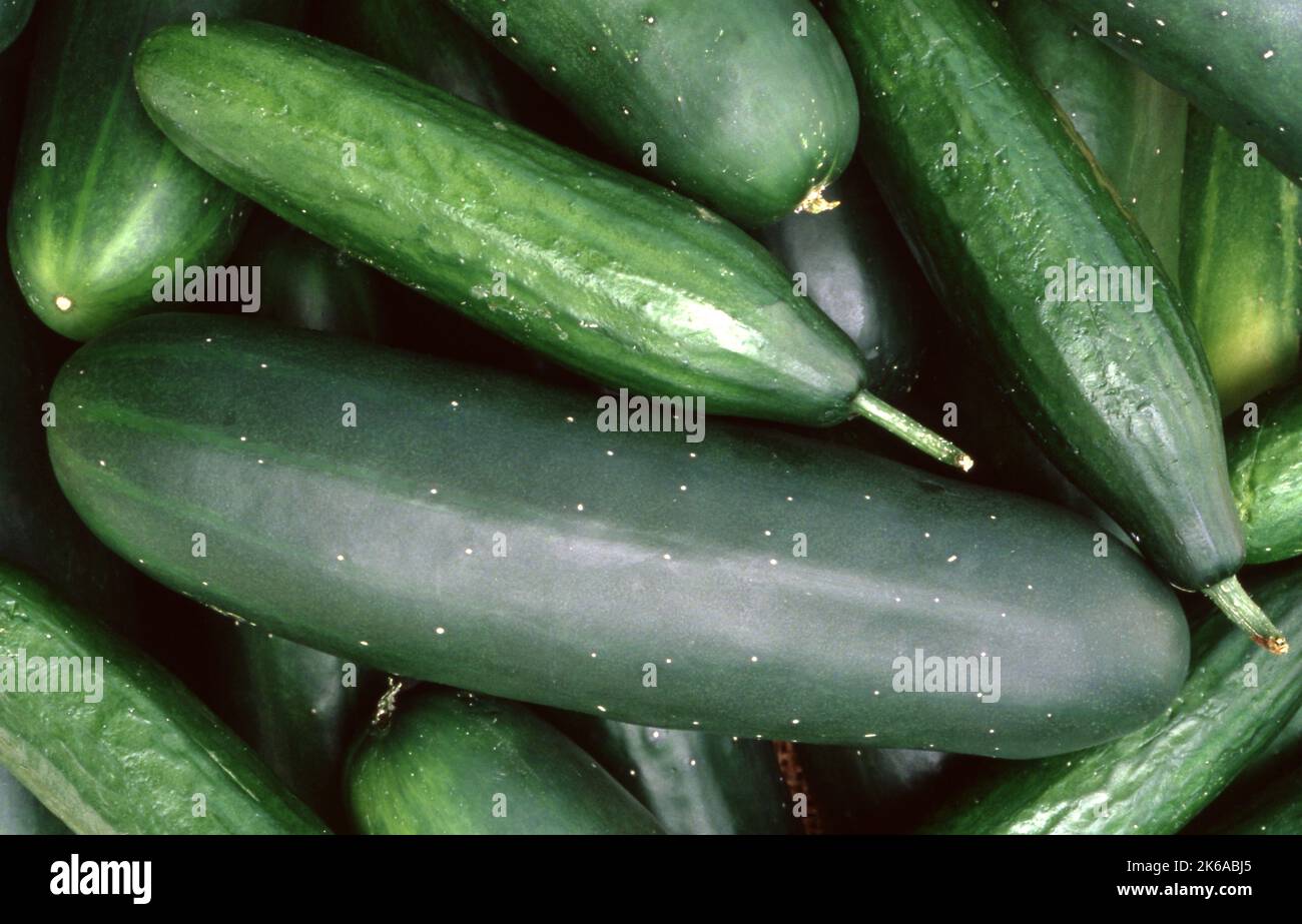 Cucumbers cucumis sativus hi-res stock photography and images - Alamy