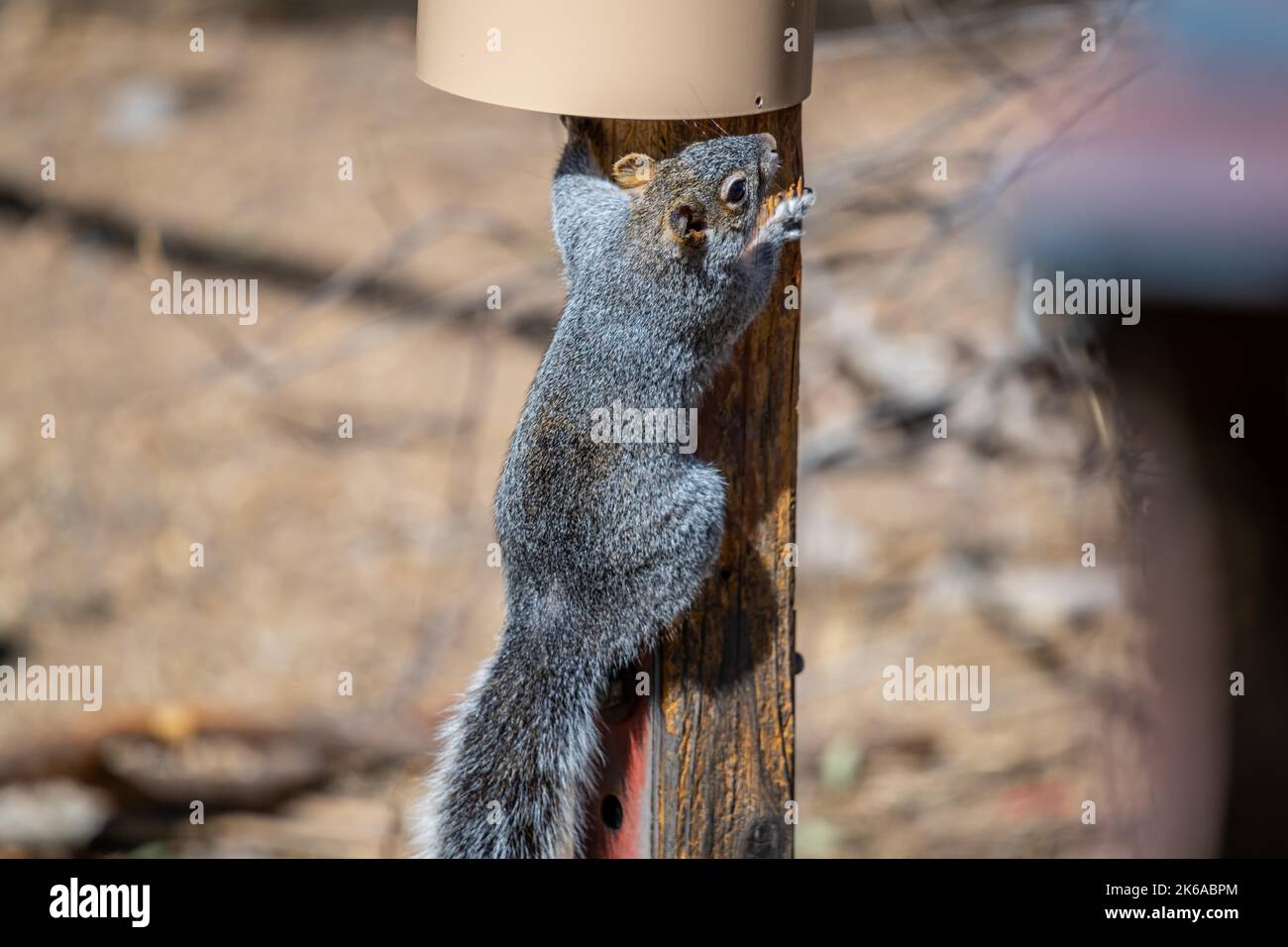 A gray squirrel in Madera Canyon, Arizona Stock Photo