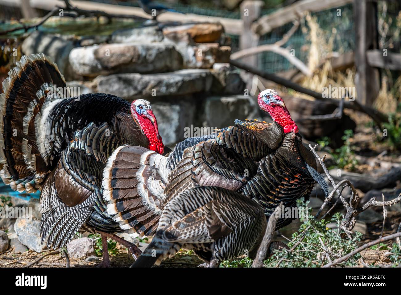 A large Turkey Vulture in Madera Canyon, Arizona Stock Photo - Alamy