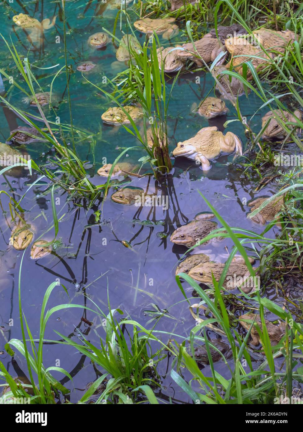 Frogs farm for agriculture at house. Cultivation of frogs with water