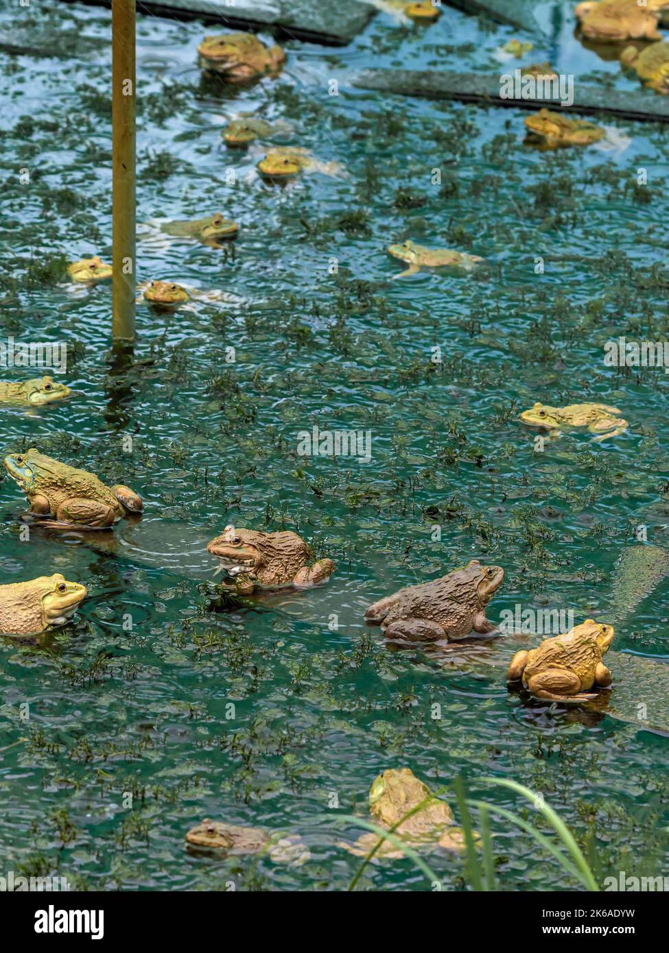 Frogs farm for agriculture at house. Cultivation of frogs with water