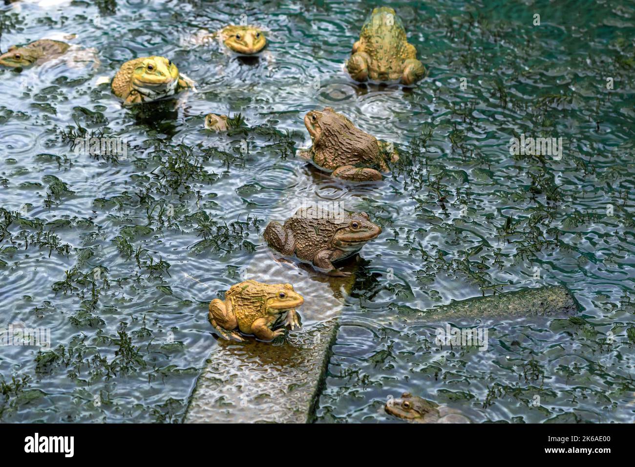 Frogs farm for agriculture at house. Cultivation of frogs with water