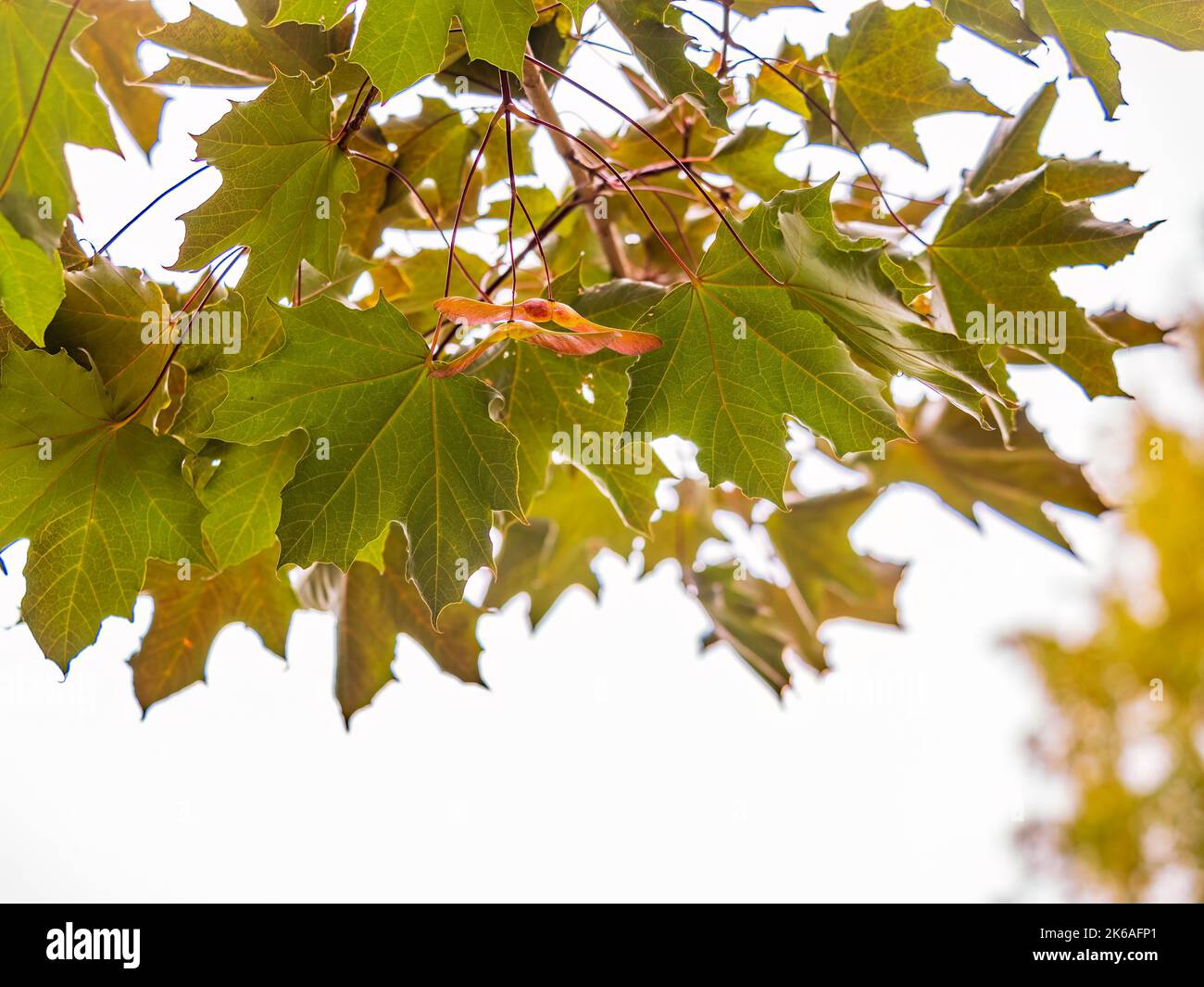 Maple branches with yellow leaves in autumn, in the light of sunset ...