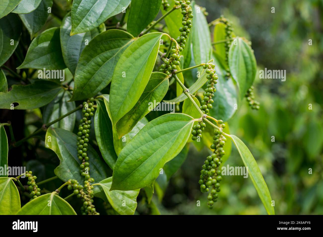 Colorful white Pepper on pepper tree in Indonesia Stock Photo Alamy