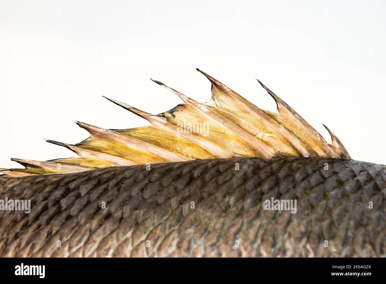 Dorsal fin fish back spine spikes close-up dragon sail mangrove grey snapper Stock Photo