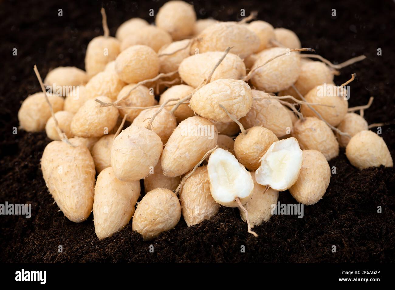Arrowroot Topi tambo leren marantaceae calathea allouia roots washed cleaned raw uncooked on top rich soil Caribbean crop in Trinidad and Tobago grow Stock Photo