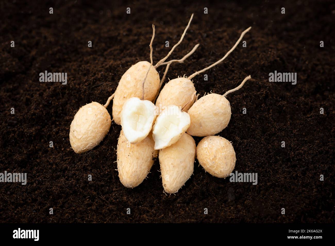 Arrowroot Topi tambo leren marantaceae calathea allouia roots washed cleaned raw uncooked on top rich soil Caribbean crop in Trinidad and Tobago grow Stock Photo