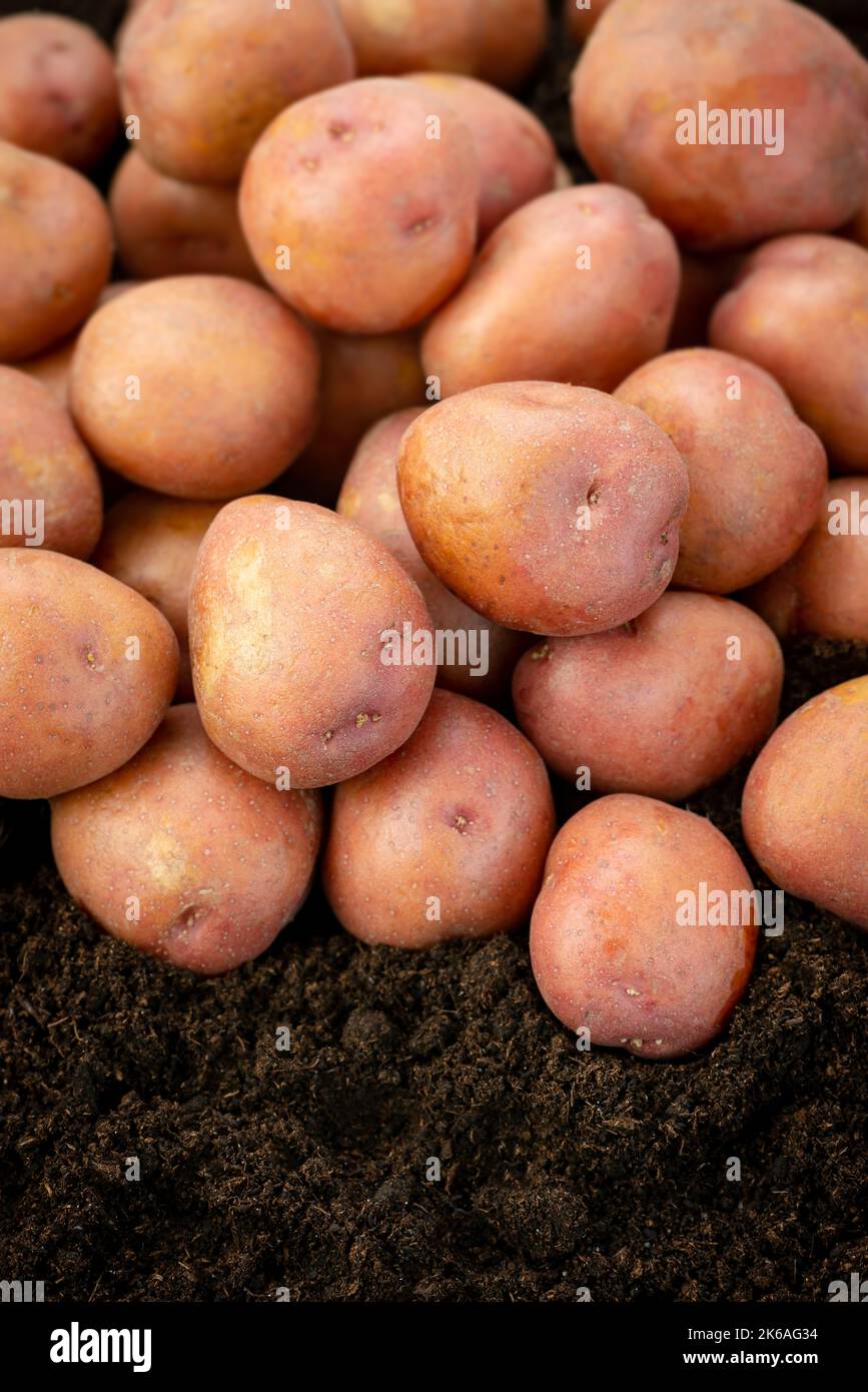 Red potatoes organic new group crop soil produce harvest pile heap Stock Photo
