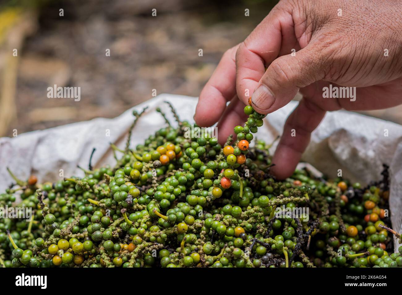 Bag of white pepper freshly harvested in Indonesia, with a hand picking one Stock Photo