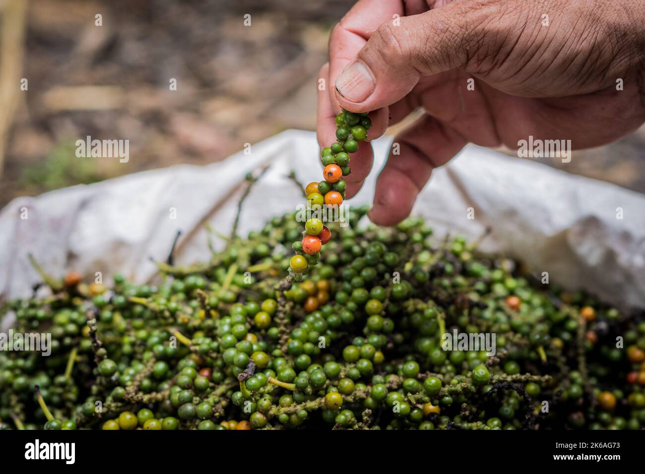 Bag of white pepper freshly harvested in Indonesia, with a hand picking one Stock Photo