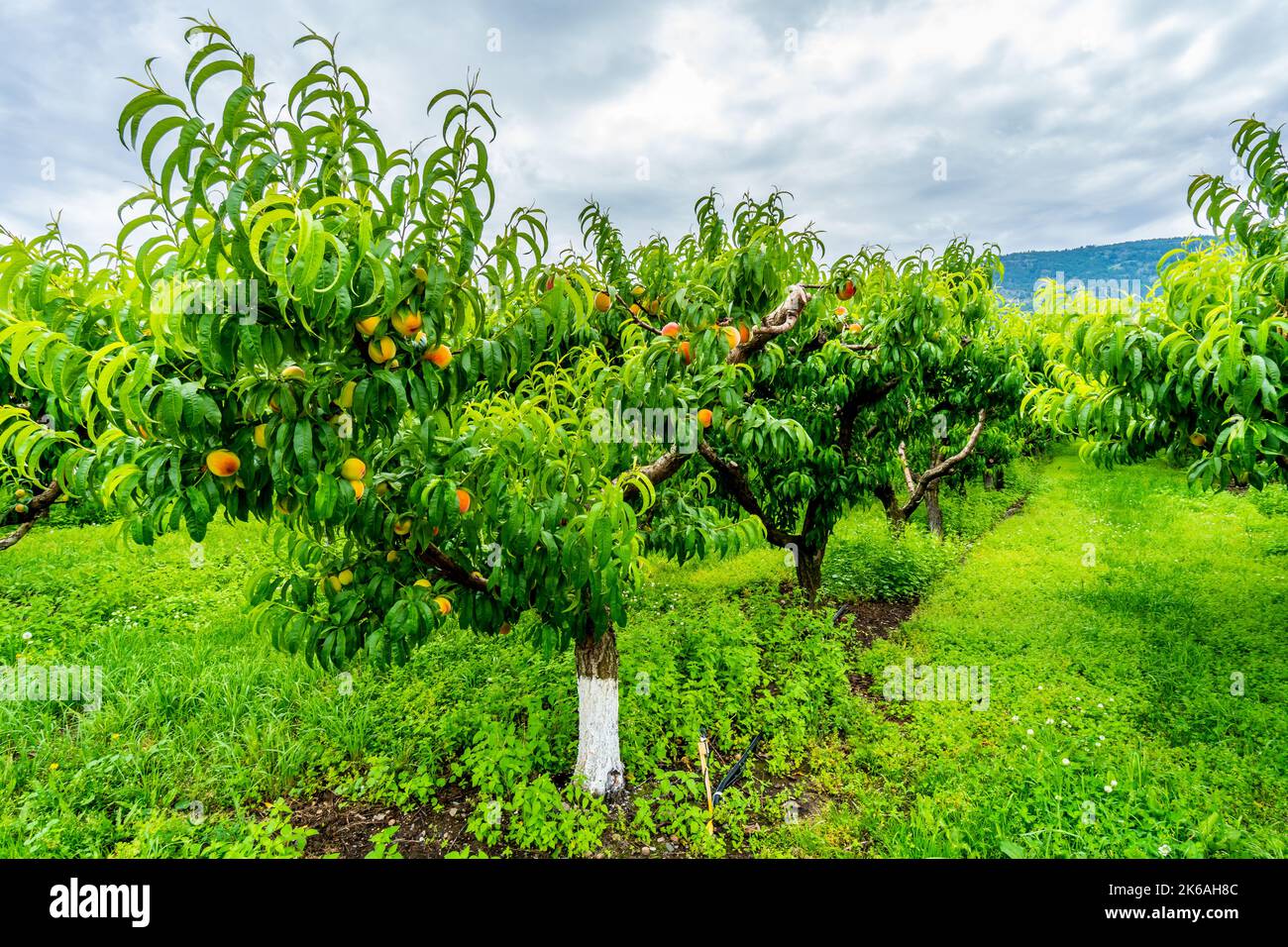 Peach Trees in an Orchard near Osoyoos in the Okanagen Region, British