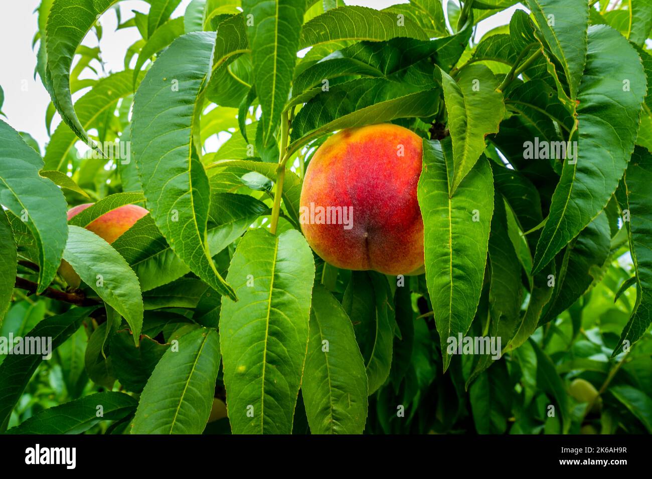 Close up of Peaches in a Tree of an Orchard near Osoyoos in the