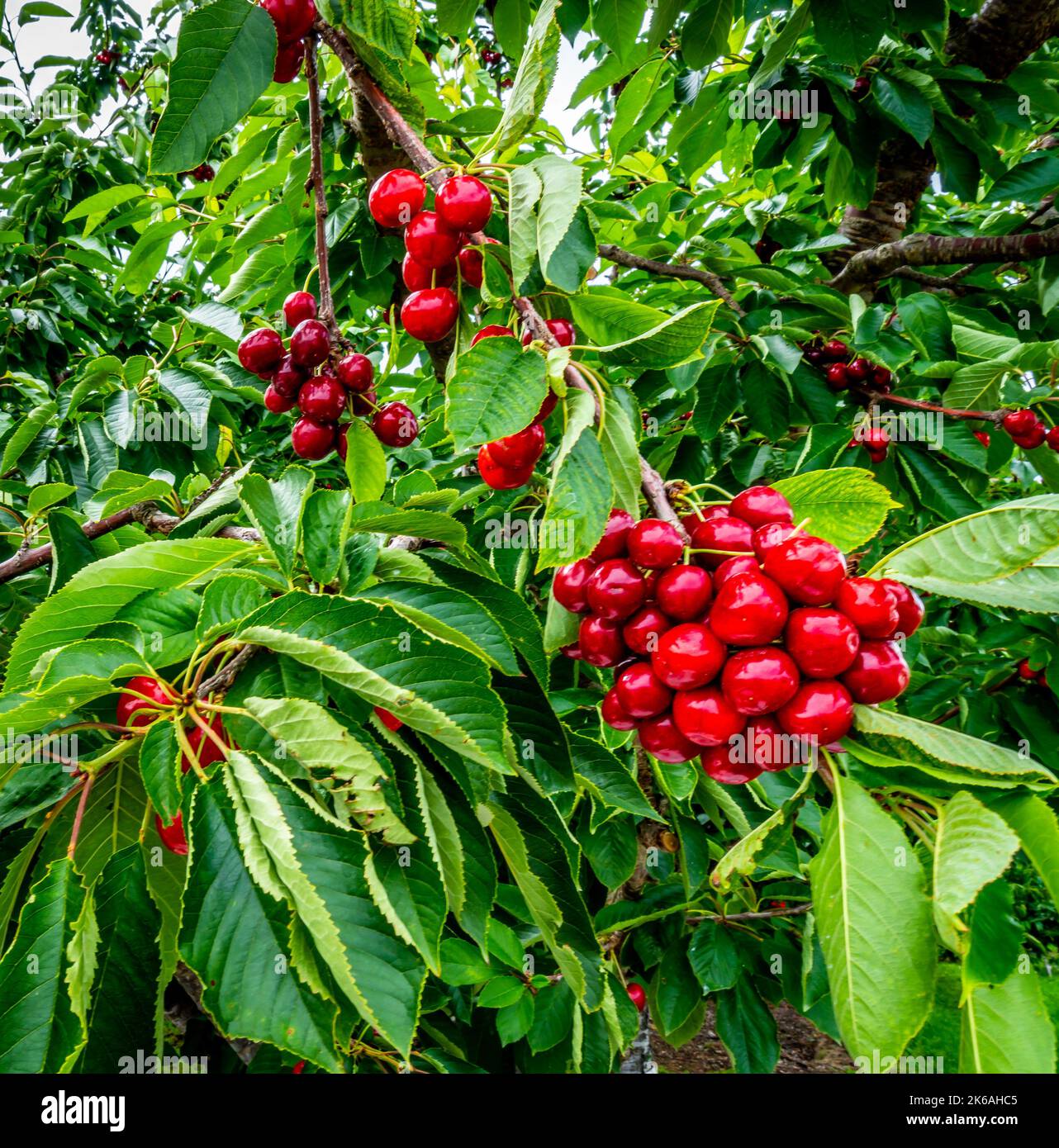 Close up of ripe cherries hanging on the tree in orchards near Osoyoos ...