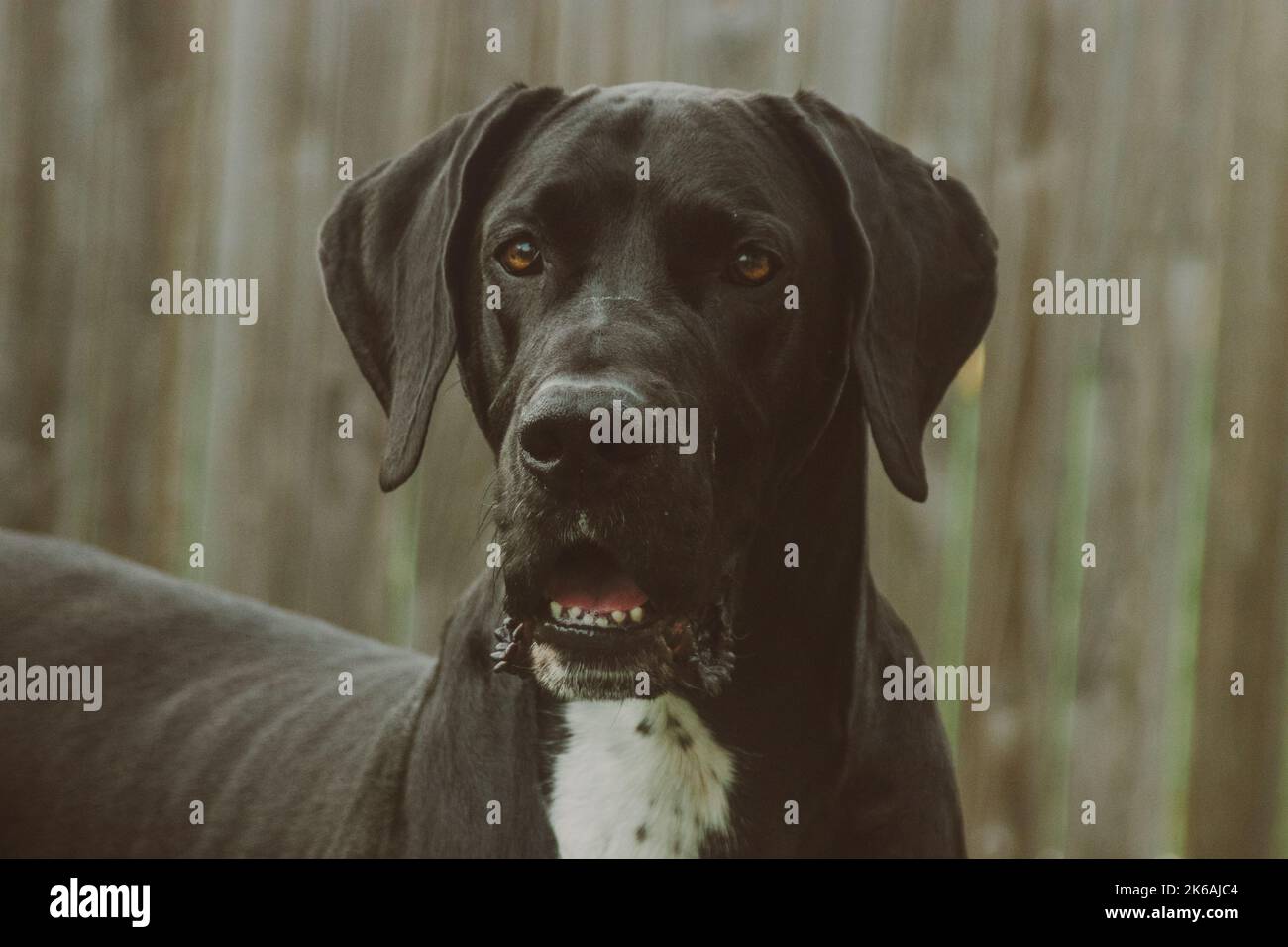 A portrait of a black Great Dane dog with an open mouth Stock Photo