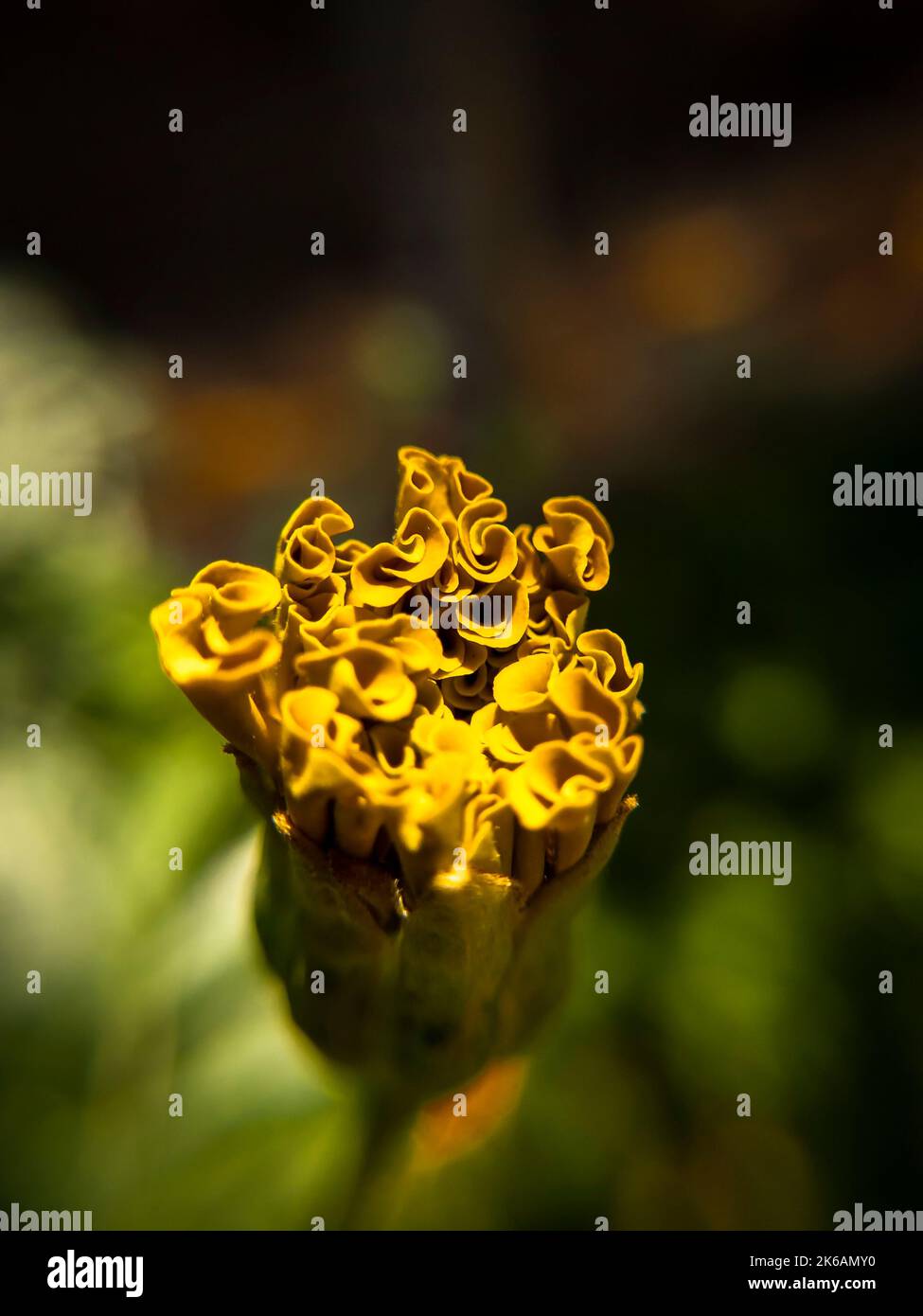 Closeup of a Beautiful Dahlia Flower. Orange dahlia flower Stock Photo