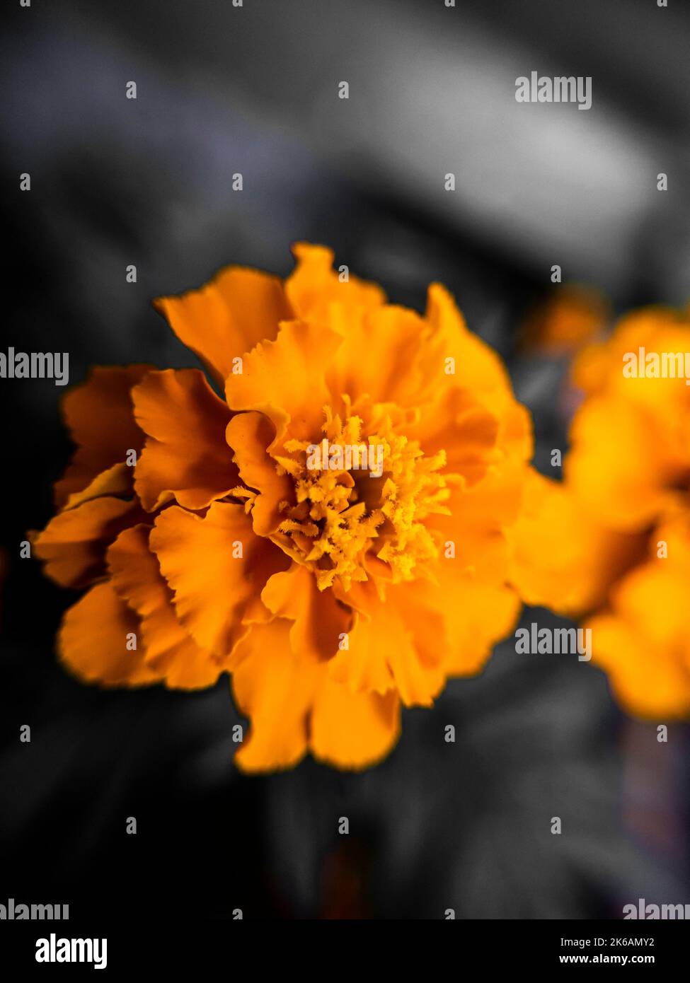 Closeup of a Beautiful Dahlia Flower. Orange dahlia flower Stock Photo