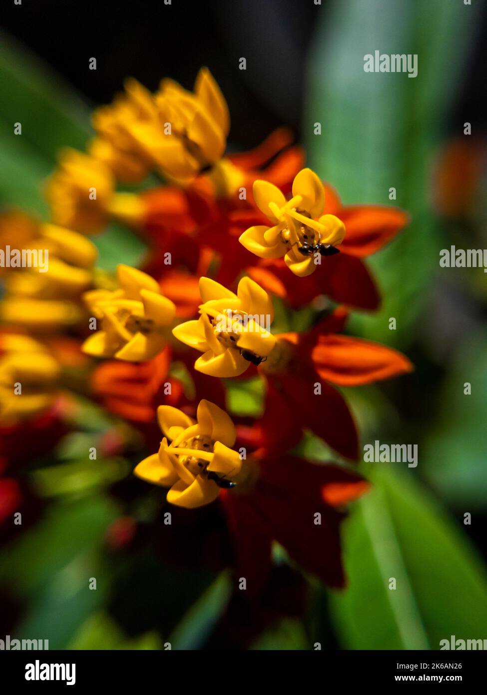Asclepias curassavica, commonly known as tropical milkweed, blood flower, cotton bush, hierba de la cucaracha, Mexican butterfly weed, redhead, wild Stock Photo