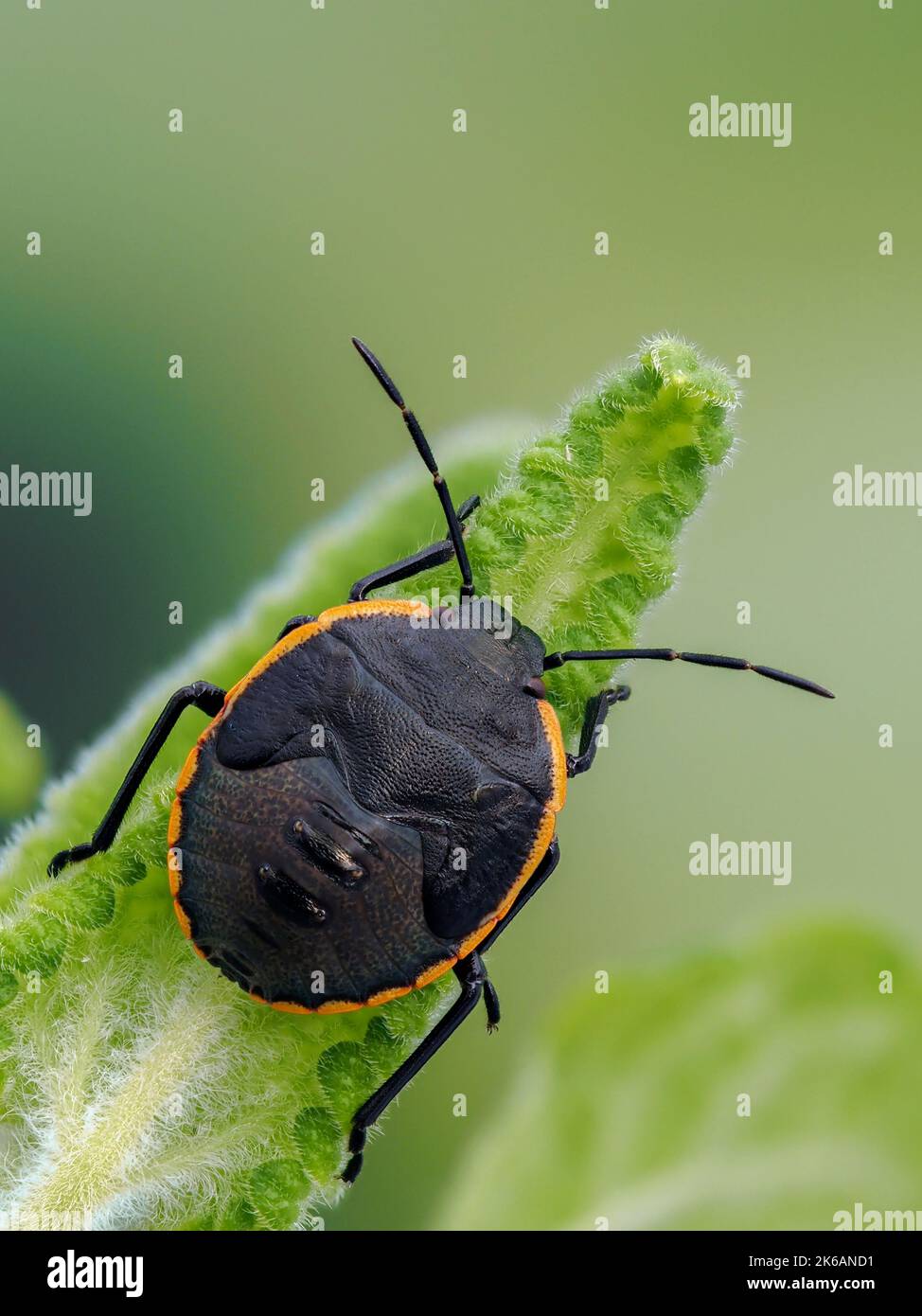 dorsal view of an immature conchuela bug, Chlorochroa ligata, showing its striking black and orange coloration Stock Photo