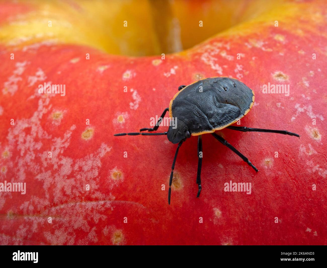 colorful immature conchuela bug, Chlorochroa ligata, crawling on a red apple Stock Photo