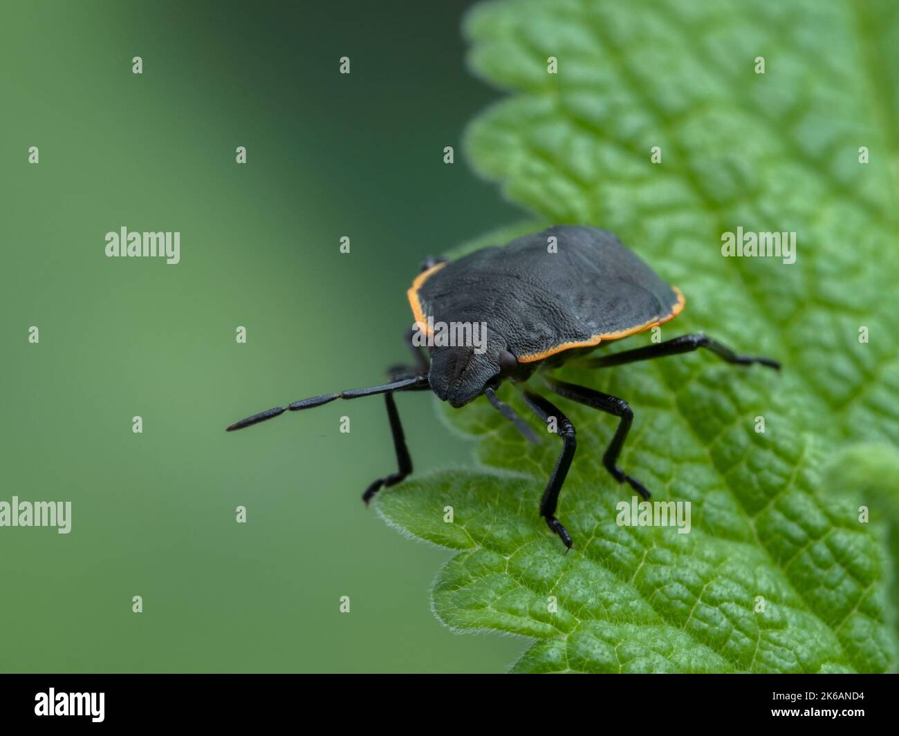 an immature conchuela bug, Chlorochroa ligata, on a green leaf, facing the camera Stock Photo
