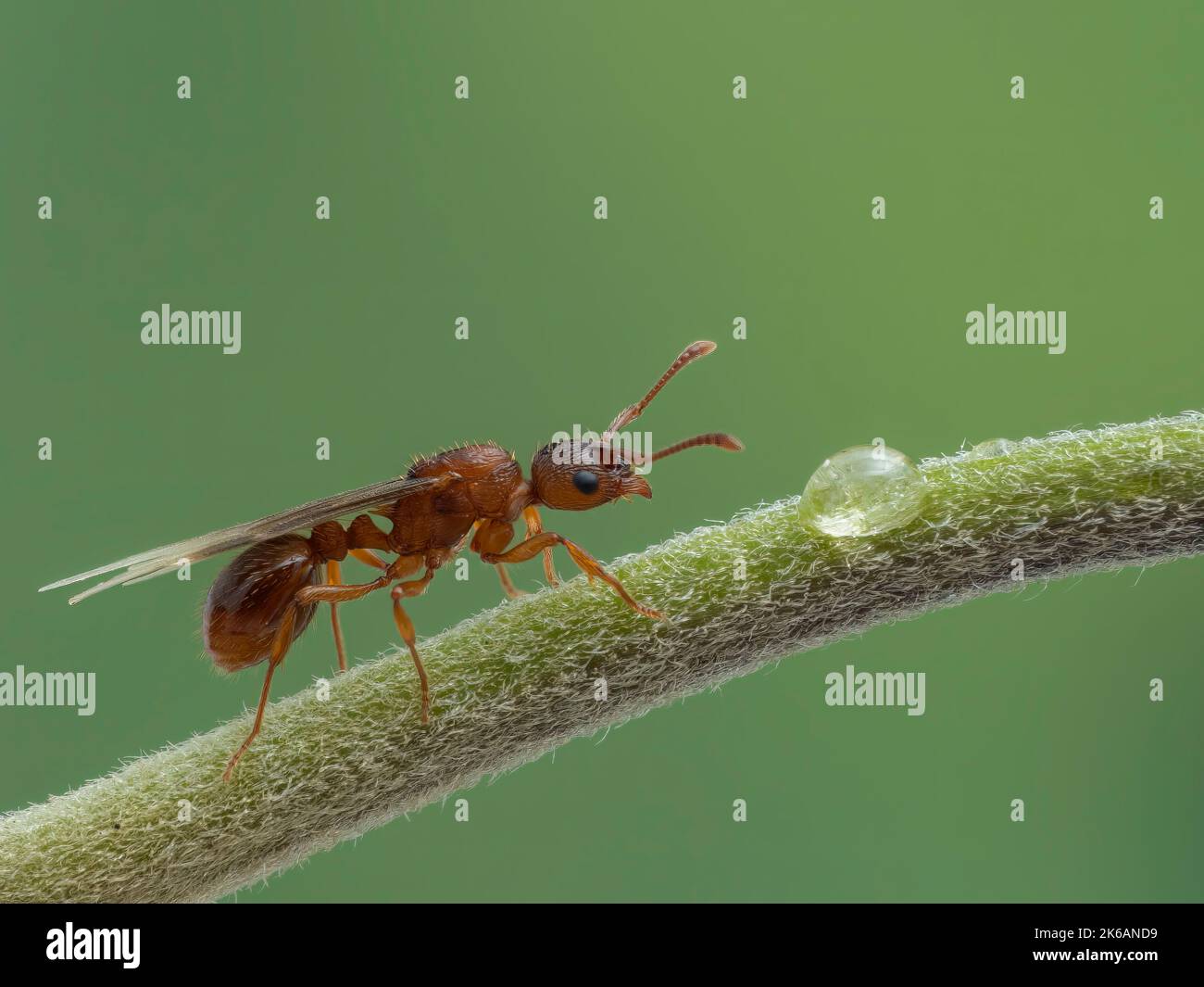 close-up of a tiny newly emerged winged queen pavement ant (Tetramorium immigrans) crawling on the stem of a plant Stock Photo