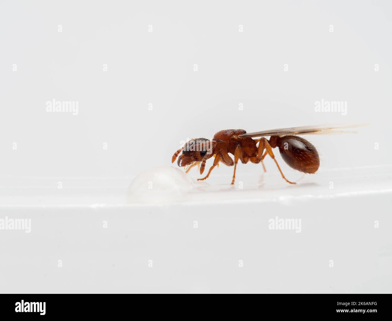 close-up of a tiny winged queen pavement ant (Tetramorium immigrans) on a white dish, drinking from a drop of water. Isolated Stock Photo