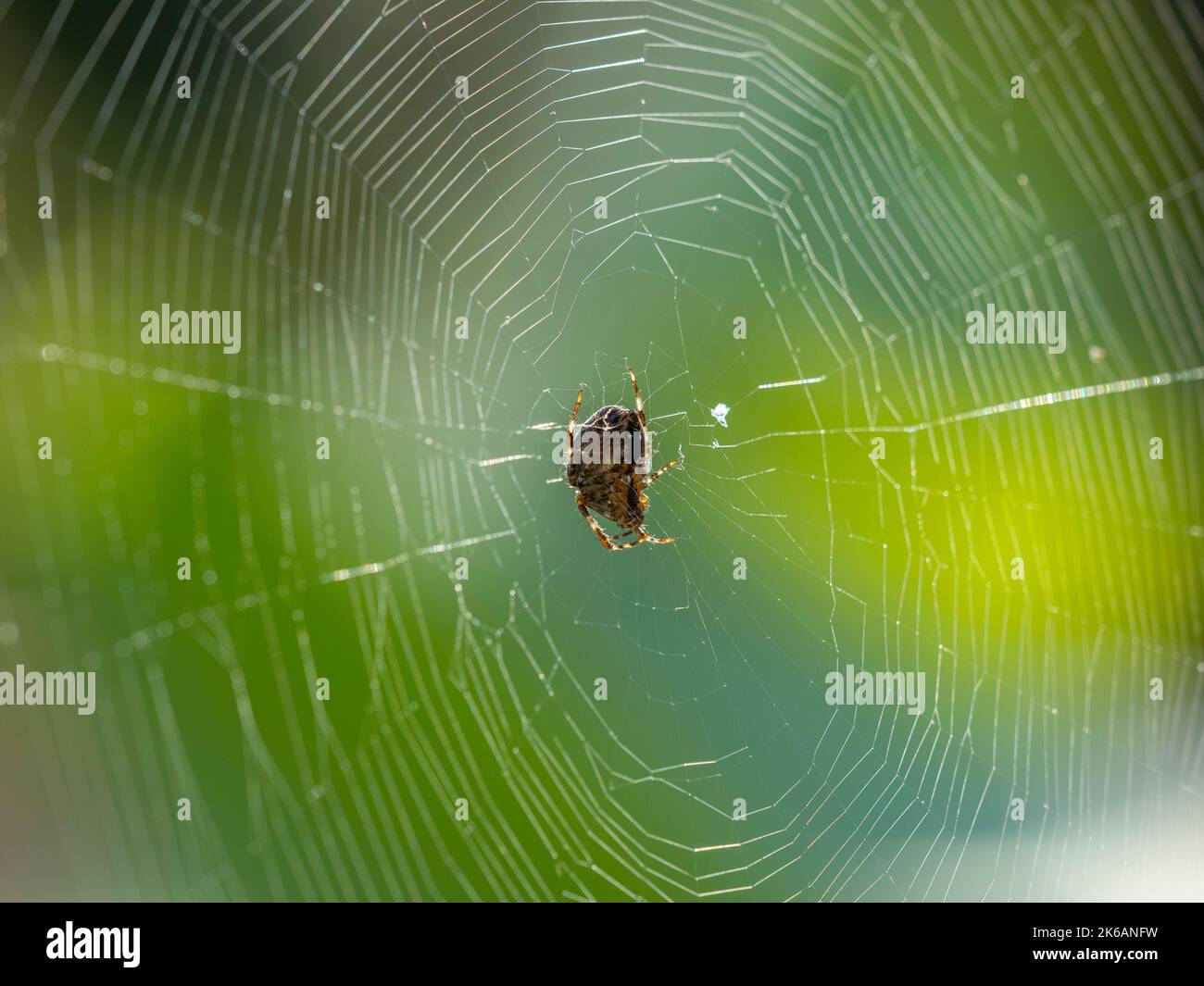 Colorful photo of a female European garden spider or cross orb weaver spider, Araneus diadematus, sitting in the center of its orb web waiting for ins Stock Photo
