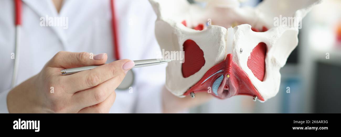 Doctor gynecologist showing layout of female pelvis with muscles closeup Stock Photo