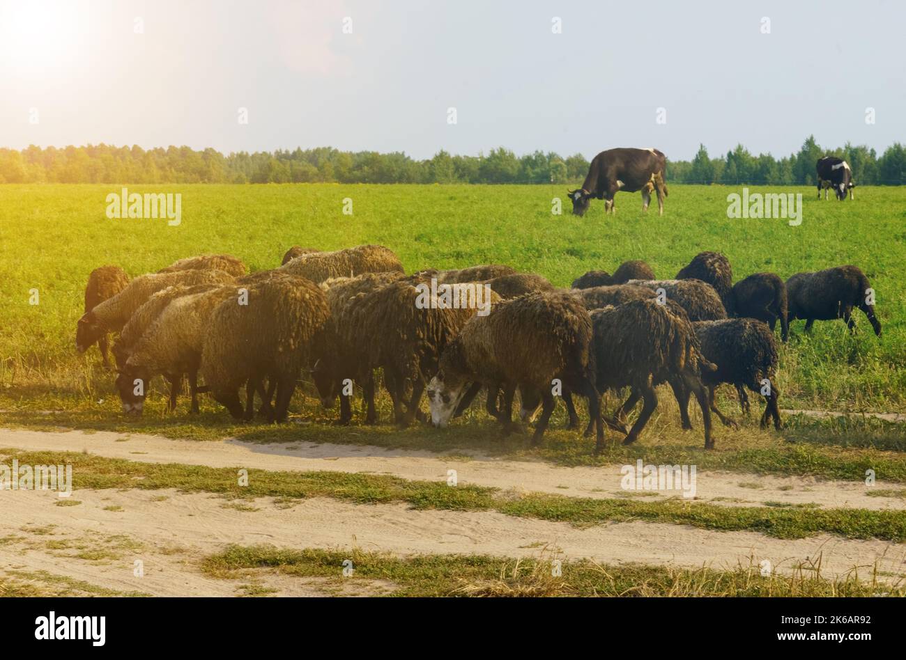 Livestock raising. A flock of sheep graze in the field. Stock Photo