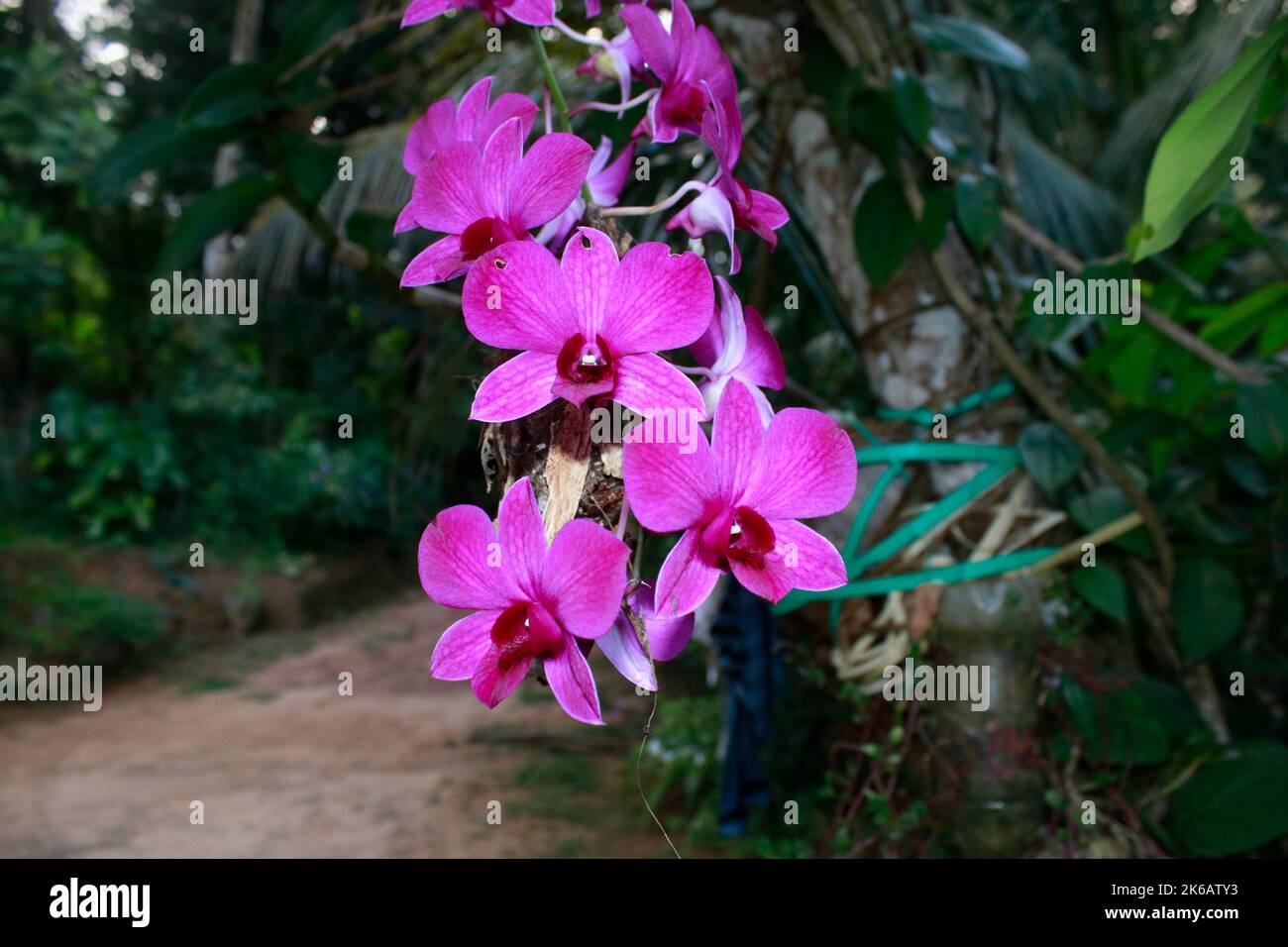 Pick tropical flowers hires stock photography and images Alamy