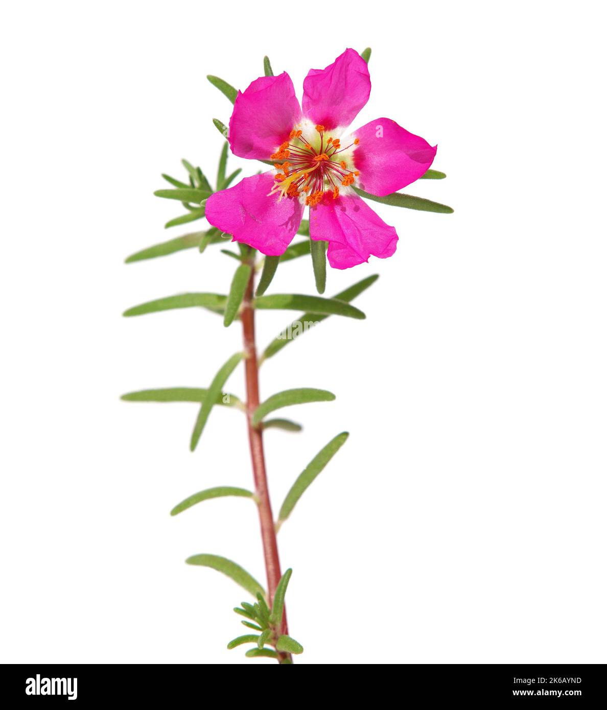 Pink flower of moss rose isolated on white, Portulaca grandiflora Stock Photo