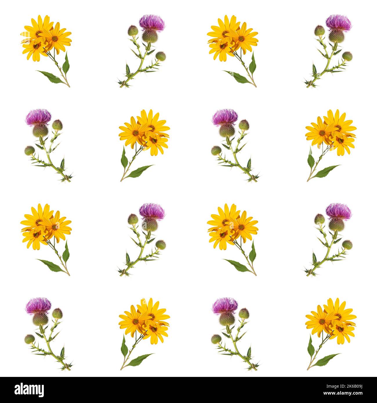 Floral pattern with purple flower of wild thistle and yellow flowers of Jerusalem artichoke on white background Stock Photo