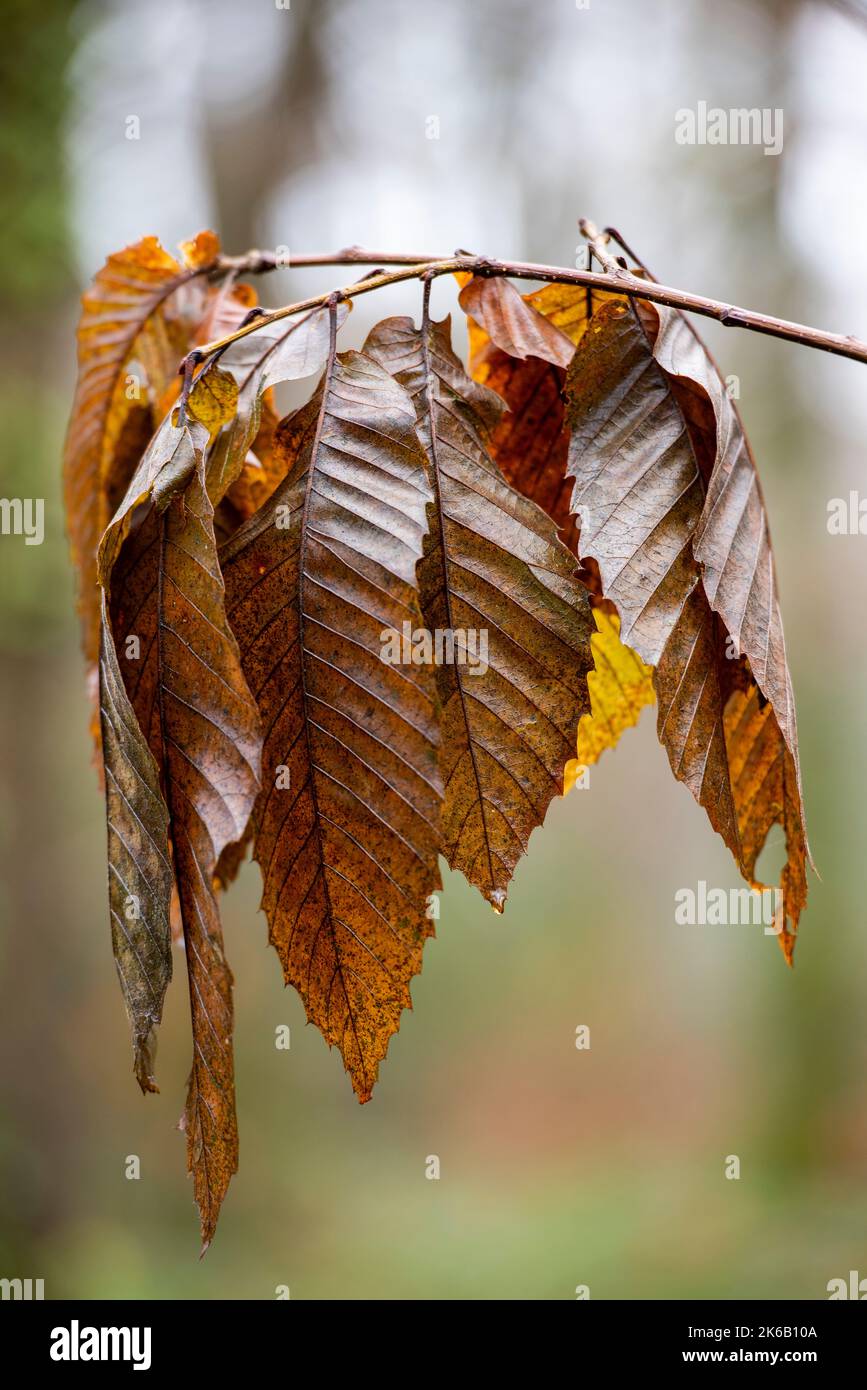 golden autumnal leaves hanging limply from a branch on a tree during the autumn season, seasonal leaves on a thin twig hanging suspended from tree. Stock Photo