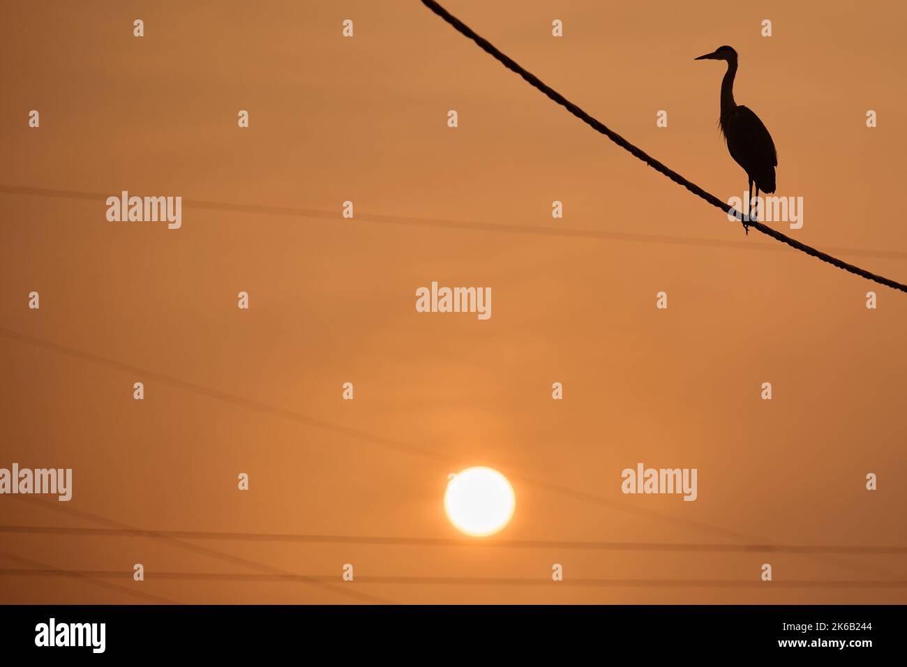 A gray heron on a power line near the Jarun lake during the sunrise in Zagreb, Croatia on October 13, 2022. Photo: Davor Puklavec/PIXSELL Stock Photo