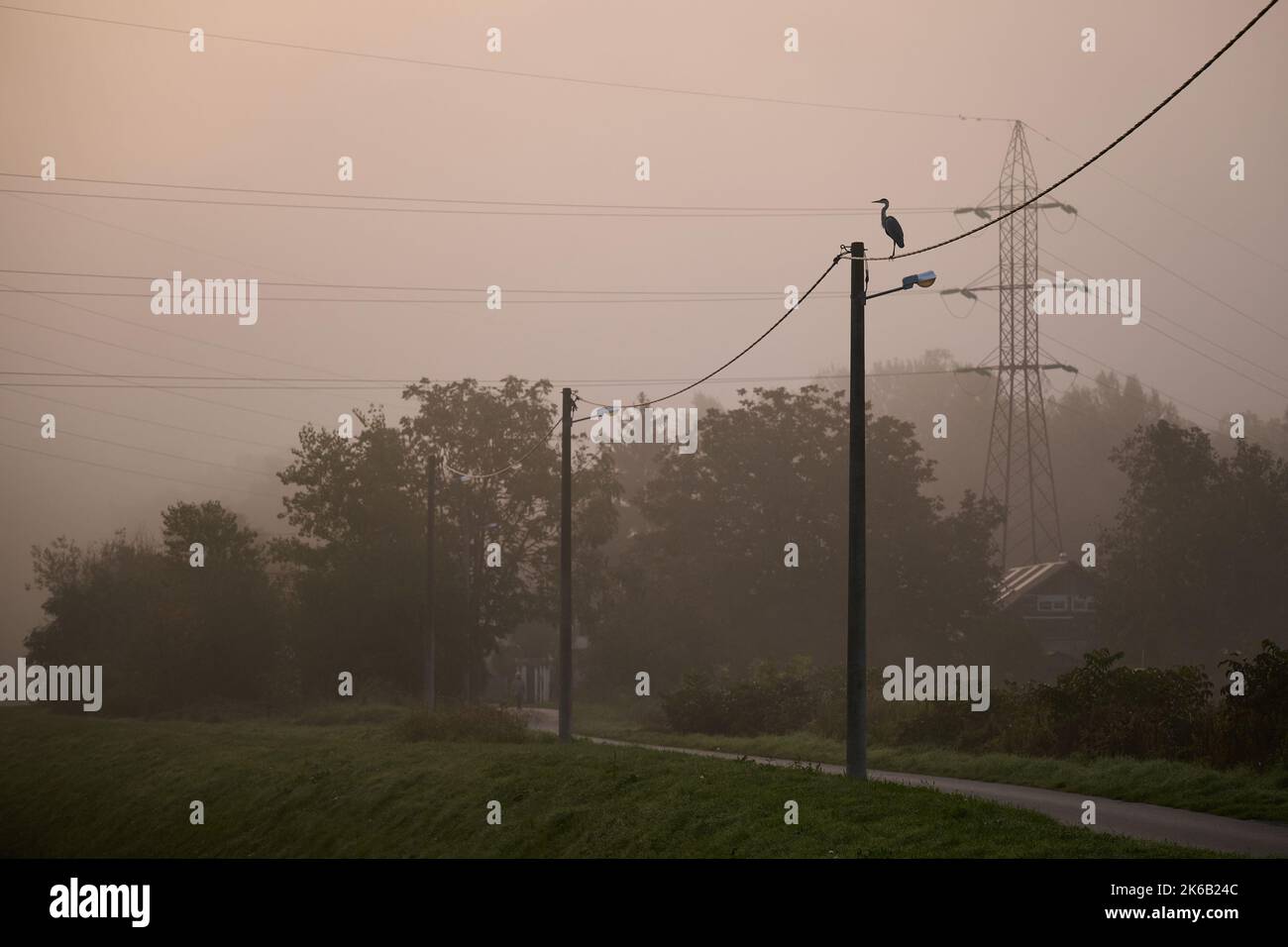 A gray heron on a power line near the Jarun lake during the foggy morning in Zagreb, Croatia on October 13, 2022. Photo: Davor Puklavec/PIXSELL Stock Photo