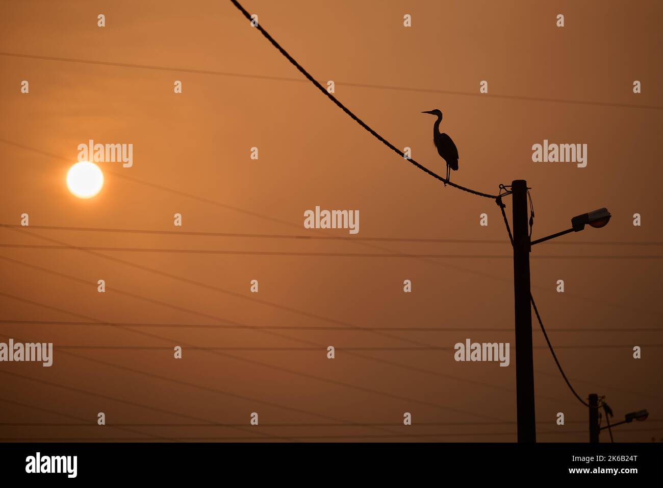 A gray heron on a power line near the Jarun lake during the sunrise in Zagreb, Croatia on October 13, 2022. Photo: Davor Puklavec/PIXSELL Stock Photo