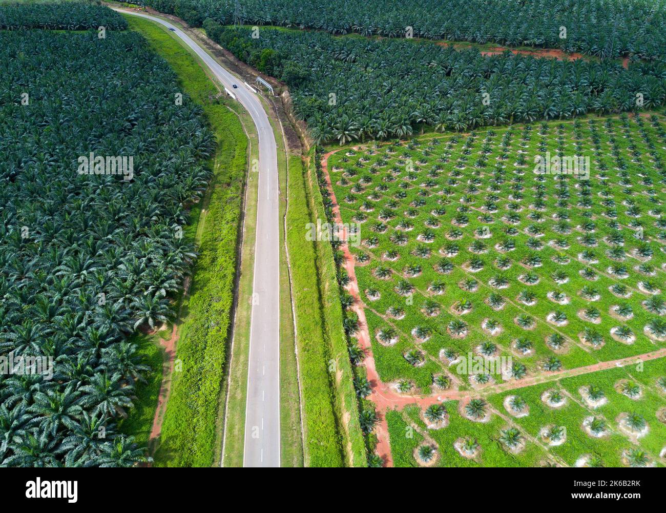 Arial view of oil palm plantation on east Asia Stock Photo - Alamy
