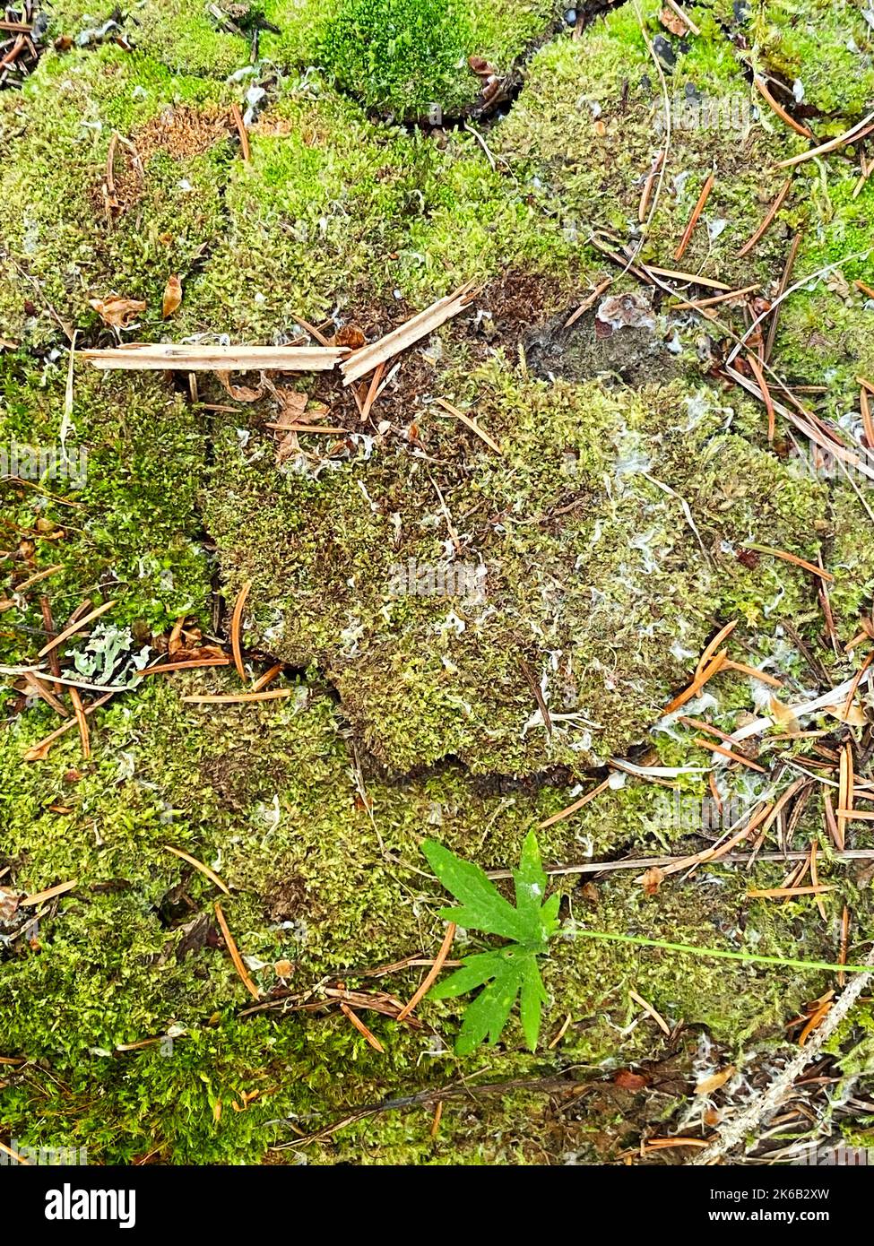 a woodland nature preserve moss groundcover rainforest wet mossy plants
