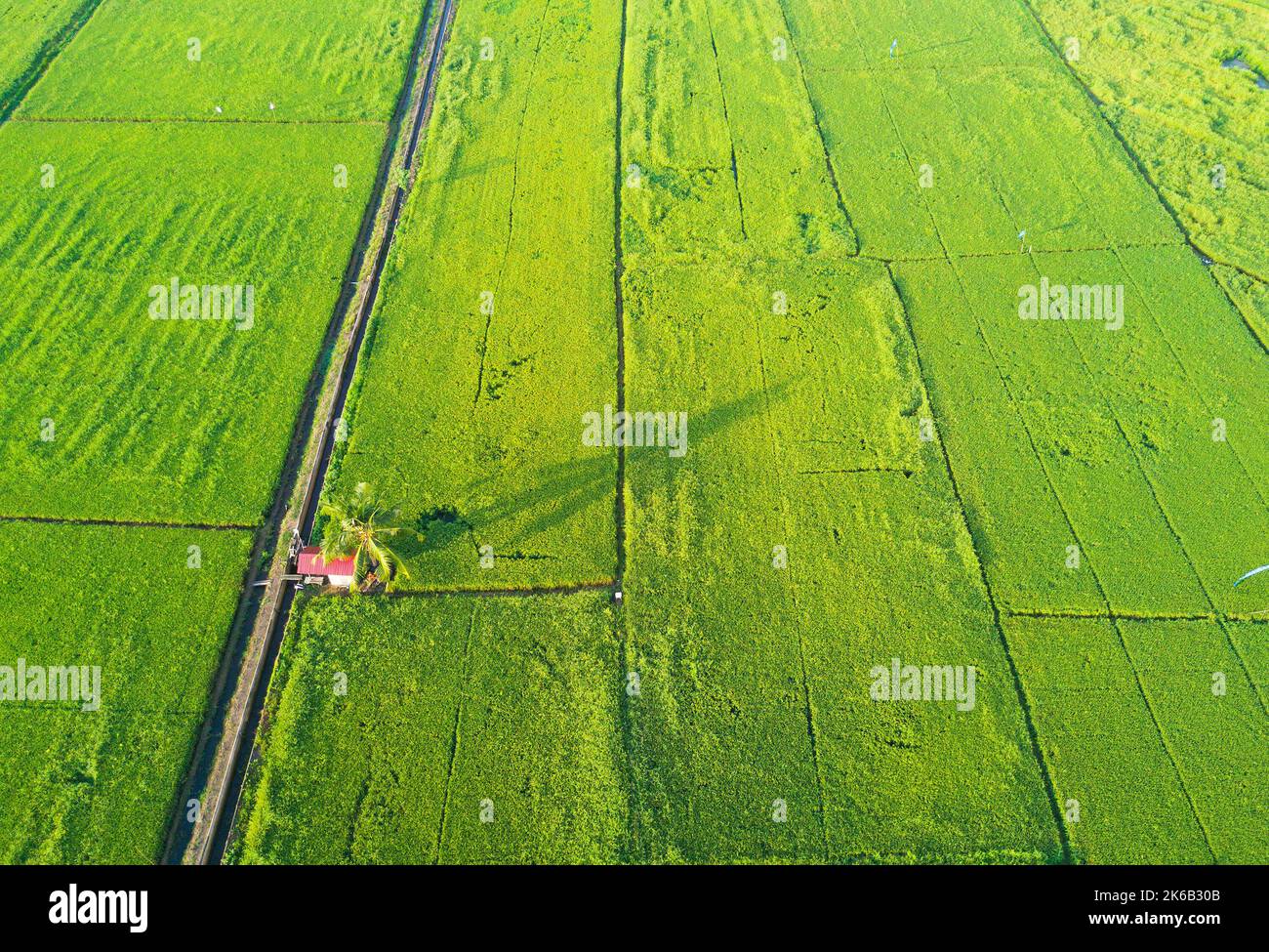 arial view of green paddy field on east asia during sunrise Stock Photo ...
