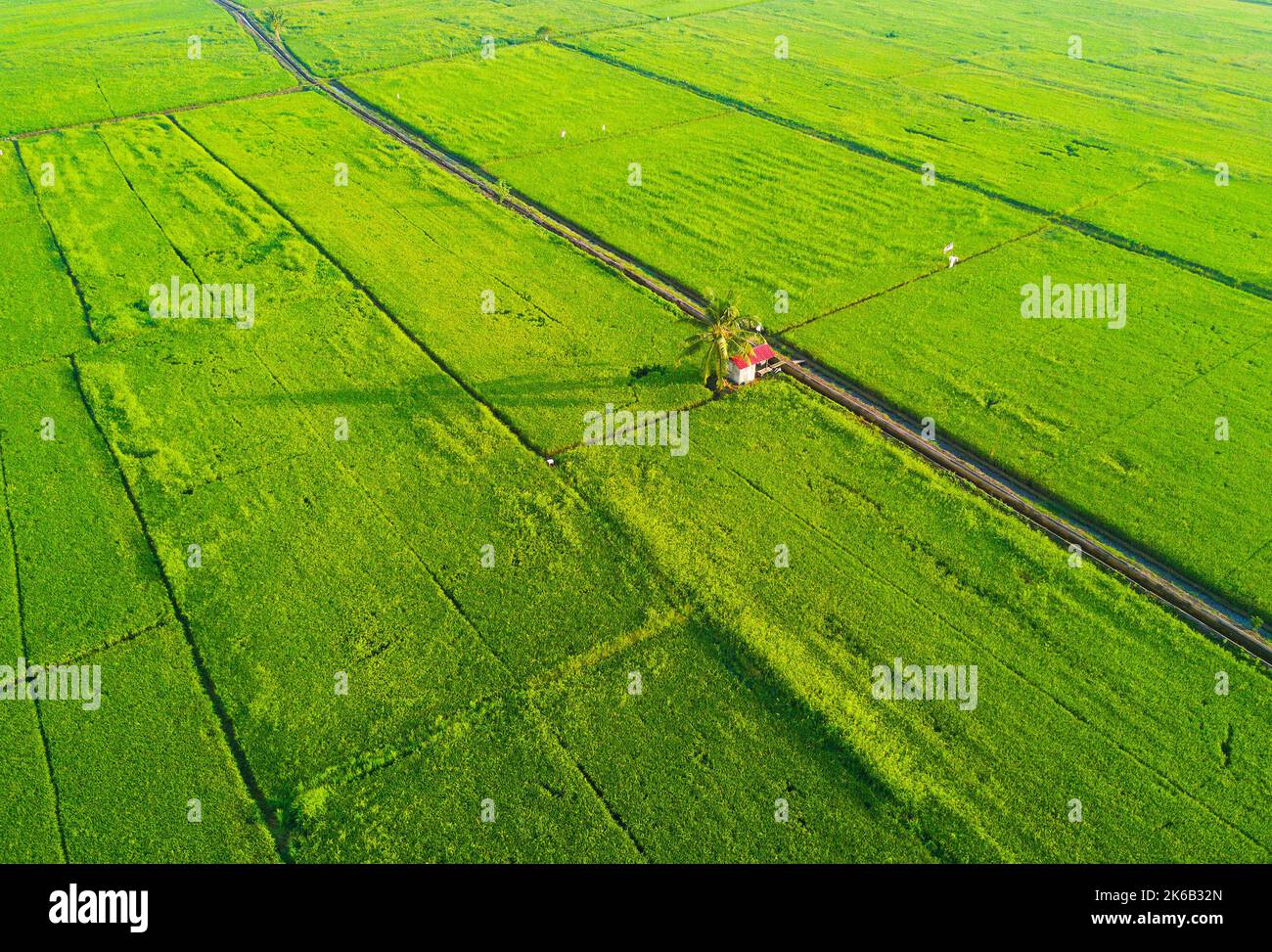 arial view of green paddy field on east asia during sunrise Stock Photo ...