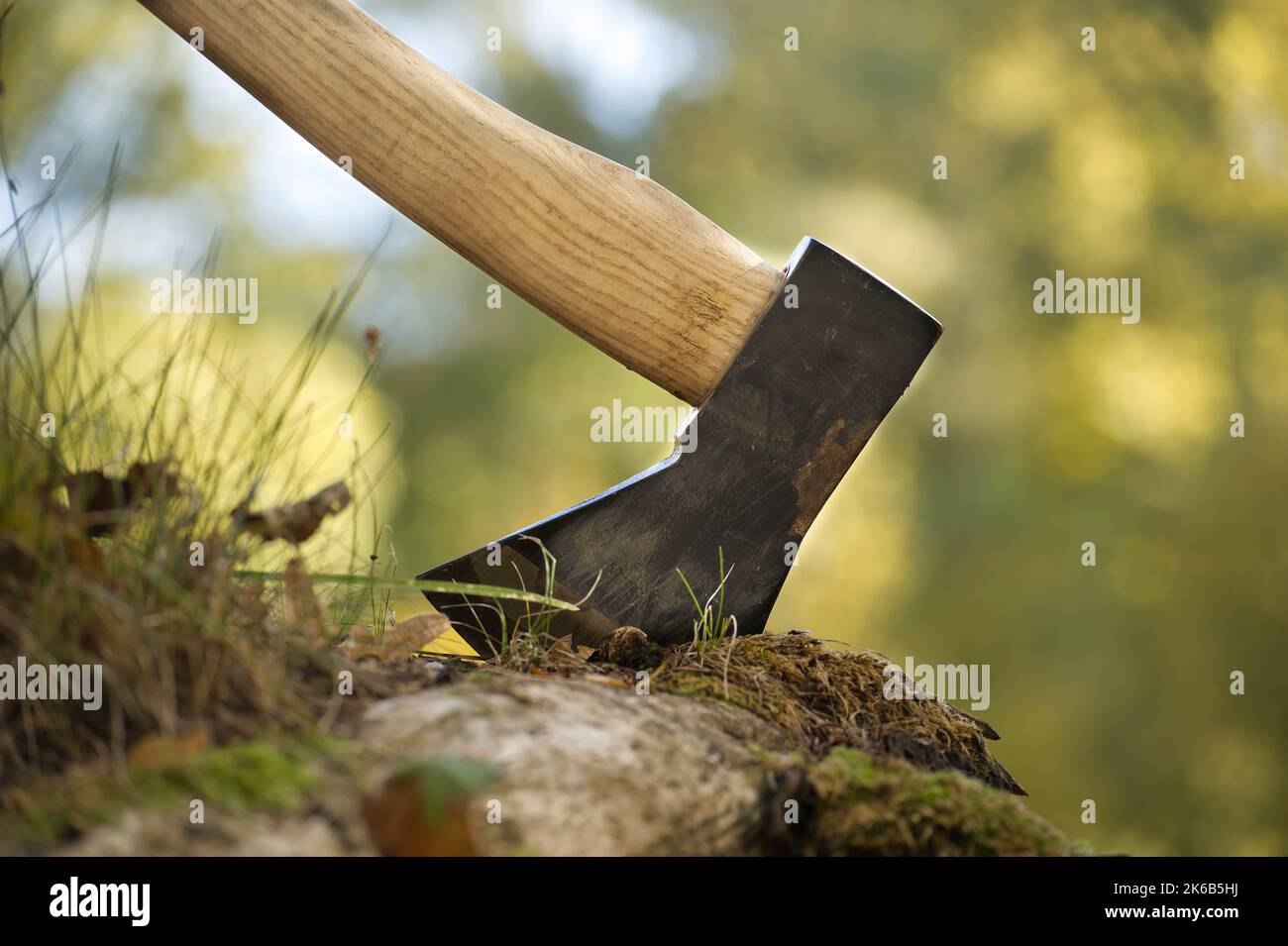 Chopper or axe standing upright in an old tree stump outdoors against a