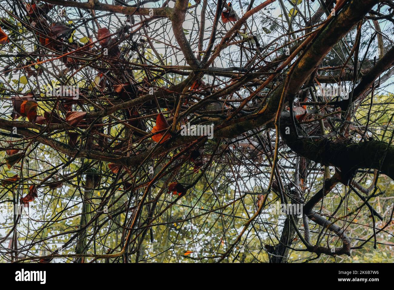 A closeup shot of dry tree branches Stock Photo - Alamy