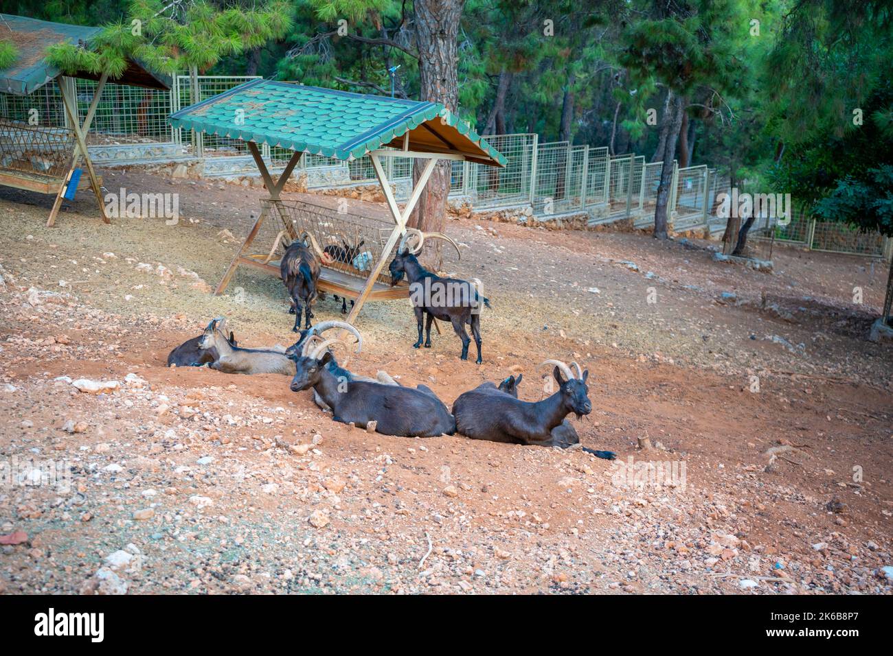 Animals in the small zoo in Antalya, Turkey Stock Photo Alamy