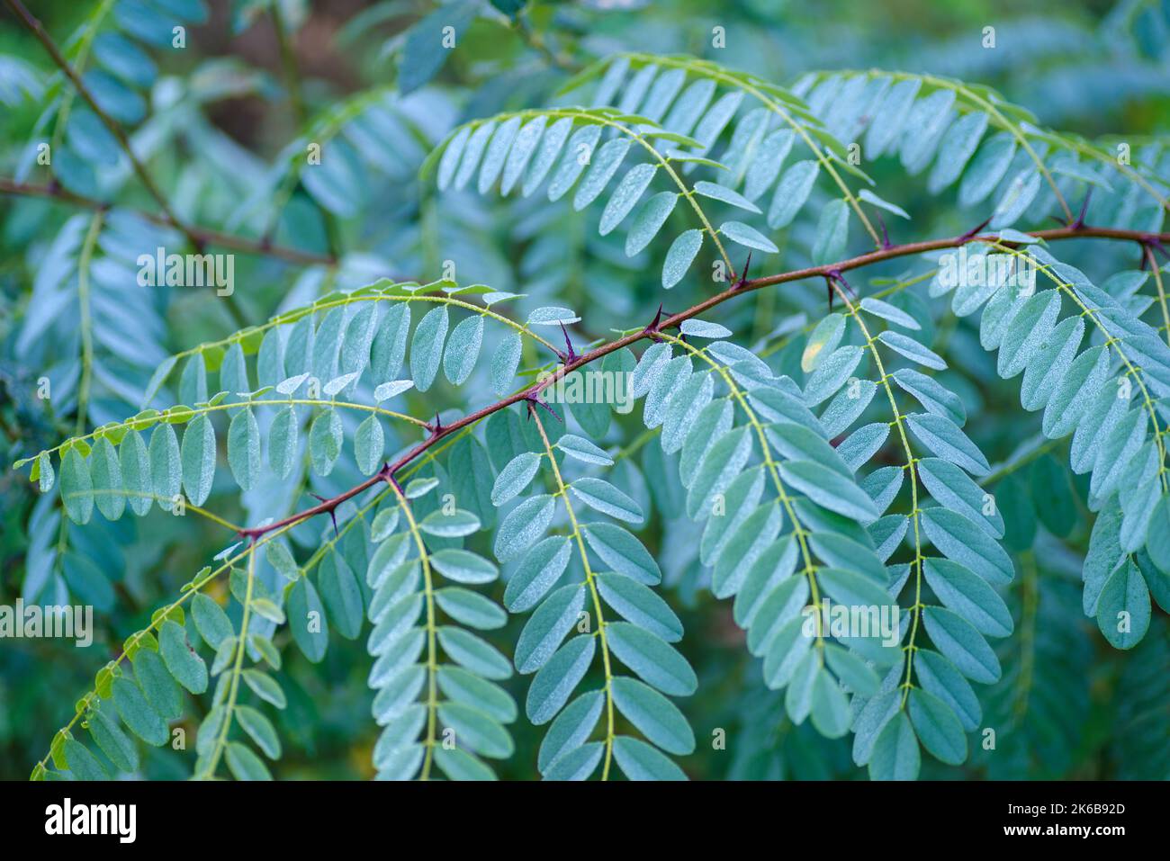 Acacia leaves hires stock photography and images Alamy