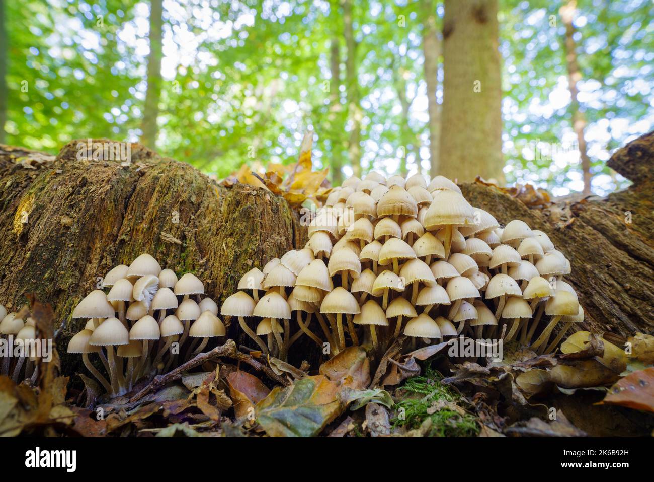 lots of small white mushrooms growing on a dead tree trunk Stock Photo ...